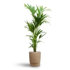 Howea - Kentia Palm - HydroCare -HousePlants Shop Howea Kentia Palm Hydroculture 24 22 x 140cm Chao Plant Pot Concrete 32 x 42.5cm