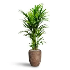 Howea - Kentia Palm - HydroCare -HousePlants Shop Howea Kentia Palm Hydroculture 27 26 x 150cm Polystone Coated Plain Coppa Planter Rock 45 x 55cm
