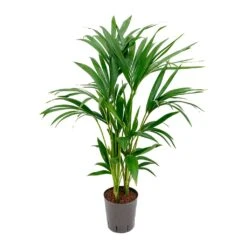 Howea - Kentia Palm - HydroCare -HousePlants Shop Howea Kentia Palm Hydroculture Indoor Plant 100cm