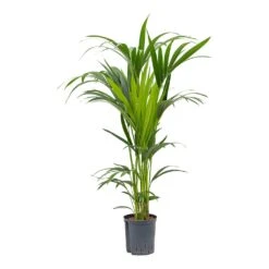 Howea - Kentia Palm - HydroCare -HousePlants Shop Howea Kentia Palm Hydroculture Indoor Plant 120cm