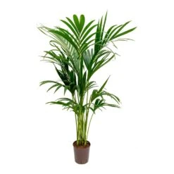 Howea - Kentia Palm - HydroCare -HousePlants Shop Howea Kentia Palm Hydroculture Indoor Plant 140cm