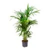 Howea - Kentia Palm - HydroCare 2 Howea - Kentia Palm - HydroCare -HousePlants Shop Howea Kentia Palm Hydroculture Indoor Plant 140cm Large