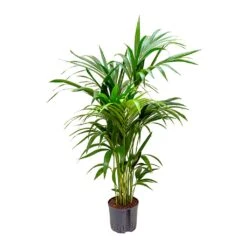 Howea - Kentia Palm - HydroCare