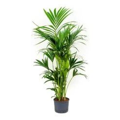 Howea - Kentia Palm - HydroCare -HousePlants Shop Howea Kentia Palm Indoor Plant Hydroculture 25 19 150cm