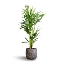 Howea Forsteriana - Kentia Palm -HousePlants Shop Howea forsteriana Kentia Palm 24x130cm Feico Plant Pot Metal Black 30x26cm 6f6c0580 98b6 42cc af70 361761182d90