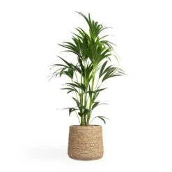 Patt Plant Pot - Straw Grass -HousePlants Shop Howea forsteriana Kentia Palm 24x130cm Patt Plant Pot Straw Grass 35x30cm 149f3fd2 1d6b 46bb b33a 11f2153006d4