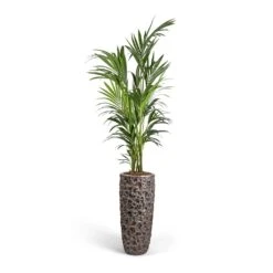 Luxe Lite Moon Partner Planter - Bronze -HousePlants Shop Howea forsteriana Kentia Palm 27x170cm Luxe Lite Moon Partner Planter Bronze 33x70cm