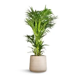 Patt Plant Pot - Grey Washed -HousePlants Shop Howea forsteriana Kentia Palm 32x160cm Patt Plant Pot Grey Washed 45x38cm c89c0603 0f25 4638 b357 b2f12c9d23c3