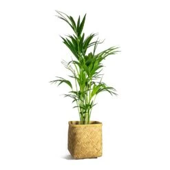 Kobe Bamboo Planter -HousePlants Shop Howea forsteriana Kentia Palm Kobe Bamboo Planter plant pot d4b468b9 ff2a 4eae a3e3 c89bdebec049