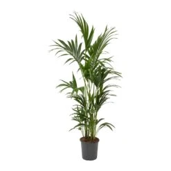 Howea Forsteriana - Kentia Palm -HousePlants Shop Howea forsteriana Kentia Palm Large