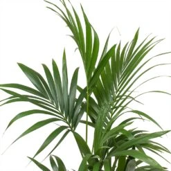 Howea - Kentia Palm - HydroCare -HousePlants Shop Howea forsteriana Kentia Palm Leaves Large 7e92d308 0d3b 4cd5 a867 16860fc2a4fc
