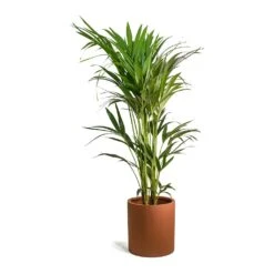Max Refined Planter - Canyon Orange 16 Max Refined Planter - Canyon Orange -HousePlants Shop Howea forsteriana Kentia Palm Max Refined Planter Canyon Orange 9de8b94b 8e23 44f1 aa6f 0d16a28e7f8a