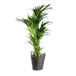 Nanna Wikr Plant Basket - Dark Brown -HousePlants Shop Howea forsteriana Kentia Palm Nanna Wikr Plant Basket dark brown d92ed21a 0c8b 4ebc a04d 94c0555e7386