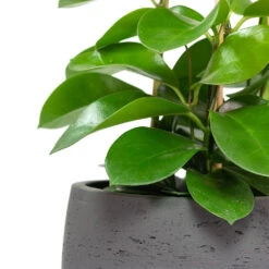 Mini Valerie Plant Pot - Black Washed 22 Mini Valerie Plant Pot - Black Washed -HousePlants Shop Hoya australis Common Wax Flower Column Mini Valerie Plant Pot Black Washed Close Up