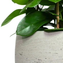 Mini Valerie Plant Pot - Grey Washed -HousePlants Shop Hoya australis Common Wax Flower Column Mini Valerie Plant Pot Grey Washed Close Up