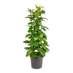 Hoya Australis - Common Wax Flower - Column -HousePlants Shop Hoya australis Common Wax Flower Column Small