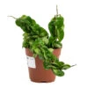 Hoya Carnosa Compacta - Rope Plant -HousePlants Shop Hoya carnosa Compacta Rope Plant 12cm