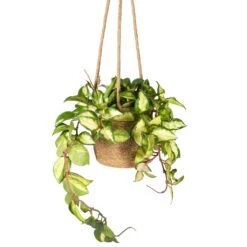 Hoya Carnosa Tricolor - Wax Plant -HousePlants Shop Hoya carnosa Tricolor Wax Plant 12x20cm Igmar Hanging Plant Basket Natural 17x14cm