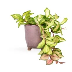 Hoya Carnosa Tricolor - Wax Plant -HousePlants Shop Hoya carnosa Tricolor Wax Plant 12x20cm Kaat Plant Pot Old Pink 13x14cm