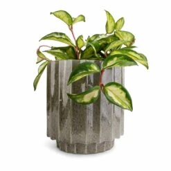 Lugano Scalloped Plant Pot - Green -HousePlants Shop Hoya carnosa Tricolor Wax Plant 12x20cm Lugano Scalloped Plant Pot Green 16x16cm 9244b768 5f12 4aa9 9ddf 82896bca8a89