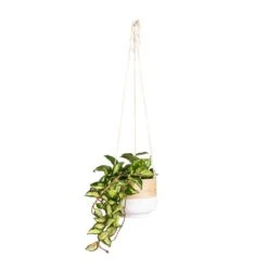 Hoya Carnosa Tricolor - Wax Plant -HousePlants Shop Hoya carnosa Tricolor Wax Plant 14x25cm Bamboo Hanging Plant Pot White 16x16cm