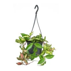Hoya Carnosa Tricolor - Wax Plant -HousePlants Shop Hoya carnosa Tricolor Wax Plant