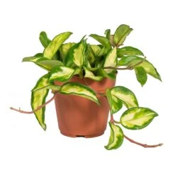 Hoya Carnosa Tricolor - Wax Plant -HousePlants Shop Hoya carnosa Tricolor Wax Plant Small