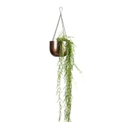 Hoya Linearis - Linear Porcelain Plant -HousePlants Shop Hoya linearis Linear Porcelain Plant 14x40cm Mayfair Hanging Plant Pot Mocha 21x16cm