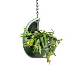 Gradient Hanging Cocoon - Matt Forest -HousePlants Shop Hoya rosita Tropical Wax Plant 14x20cm Gradient Hanging Cocoon Matt Forest 20x24cm 2 c76dc3af 483d 4e2c a656 49aac75c48c0