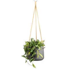 Patt Hanging Plant Pot - Black Washed 27 Patt Hanging Plant Pot - Black Washed -HousePlants Shop Hoya rosita Tropical Wax Plant 14x20cm Patt Hanging Plant Pot Black Washed 20x17cm 795cbdc2 8bb8 41c7 b8ba d7371f89edc9