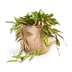 Ryan Plant Pot - Sand Gold -HousePlants Shop Hoya wayetii Tricolor Wax Plant 14x40cm Ryan Plant Pot Sand Gold 18x16cm 39d8aebb 32ae 4d6e b7d1 23f87bb4c47f
