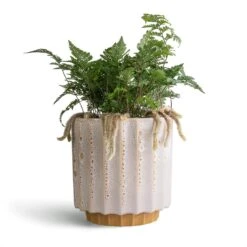 Humata Tyermannii - White Rabbit's Foot Fern 15 Humata Tyermannii - White Rabbit's Foot Fern -HousePlants Shop Humata tyermannii White Rabbit s Foot Fern 12x20cm Lugano Scalloped Plant Pot Mustard 16x16cm