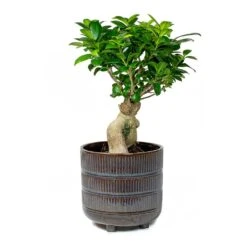 Ficus Ginseng - Indian Laurel -HousePlants Shop Indian Laurel Ficus Ginseng Denise Sky Blue a6d262a0 45cc 4180 9d68 d036bd3c90ba