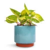 Iresine Herbstii Rich Goldstar - Yellow Bloodleaf -HousePlants Shop Iresine herbstii Goldstar Yellow Bloodleaf 13cm Malibu Plant Pot Blue 17x15cmcopy