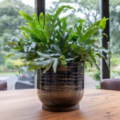 Jayla Plant Pot - Espresso -HousePlants Shop Jayla Espresso 1