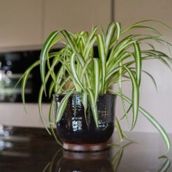 Jayla Plant Pot - Espresso -HousePlants Shop Jayla Espresso 3