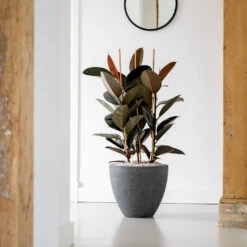 Jesslyn Granite Planter - Midnight Black -HousePlants Shop Jesslyn Granite Planter Midnight Black Lifestyle 2