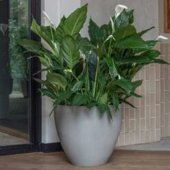 Jesslyn Refined Planter - Clouded Grey -HousePlants Shop Jesslyn Refined Planter Clouded Grey Peace Lillies