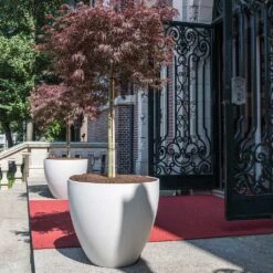 Jesslyn Refined Planter - Natural White -HousePlants Shop Jesslyn Refined Planter Natural White Entrance Planter