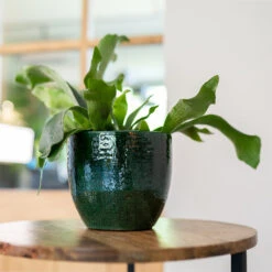 Jolin Plant Pot - Forest -HousePlants Shop Jolin Forest 4