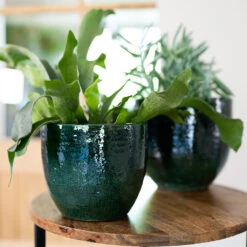 Jolin Plant Pot - Forest -HousePlants Shop Jolin Forest 5