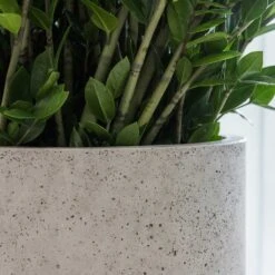 Jumbo Charlie Planter - Stone Washed -HousePlants Shop Jumbo Charlie Planter Stone Washed Office Planter Close Up