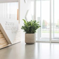 Jumbo Charlie Planter - Stone Washed -HousePlants Shop Jumbo Charlie Planter Stone Washed Office Reception Planter