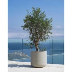 Jumbo Charlie Planter - Stone Washed -HousePlants Shop Jumbo Charlie Planter Stone Washed Olive Tree