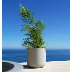 Jumbo Charlie Planter - Stone Washed -HousePlants Shop Jumbo Charlie Planter Stone Washed Palm Tree