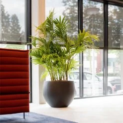 Jumbo Orb Natural Orb Planter - Black -HousePlants Shop Jumbo Orb Natural Orb Planter Black Kentia Palm fff74497 414d 4847 8a48 48dbd3cf1160