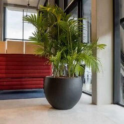 Jumbo Orb Natural Orb Planter - Black -HousePlants Shop Jumbo Orb Natural Orb Planter Black Office Palm