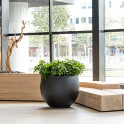 Jumbo Orb Natural Orb Planter - Black -HousePlants Shop Jumbo Orb Natural Orb Planter Black Office Reception Planter