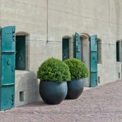 Jumbo Orb Natural Orb Planter - Black -HousePlants Shop Jumbo Orb Natural Orb Planter Black Outdoor Topiary