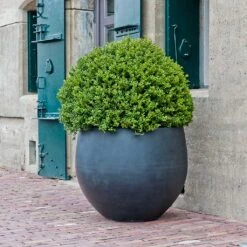 Jumbo Orb Natural Orb Planter - Black -HousePlants Shop Jumbo Orb Natural Orb Planter Black Single Outdoor Planter